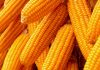 300,000MT of Maize for Release in February 2021 in Nigeria, Price of Maize Set to Crash