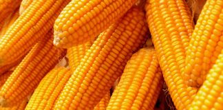 300,000MT of Maize for Release in February 2021 in Nigeria, Price of Maize Set to Crash