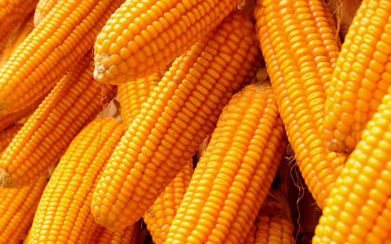 300,000MT of Maize for Release in February 2021 in Nigeria, Price of Maize Set to Crash
