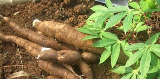 IITA Signs MoU with Nigerian Cassava Growers