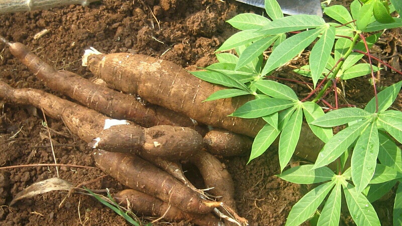 IITA Signs MoU with Nigerian Cassava Growers