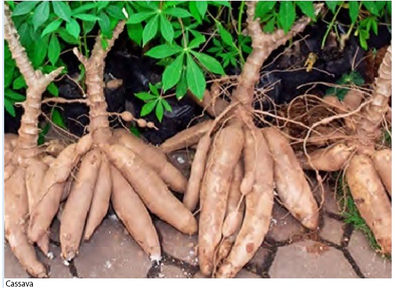 CBN Invests N25bn in Cassava Value Chain in 2020