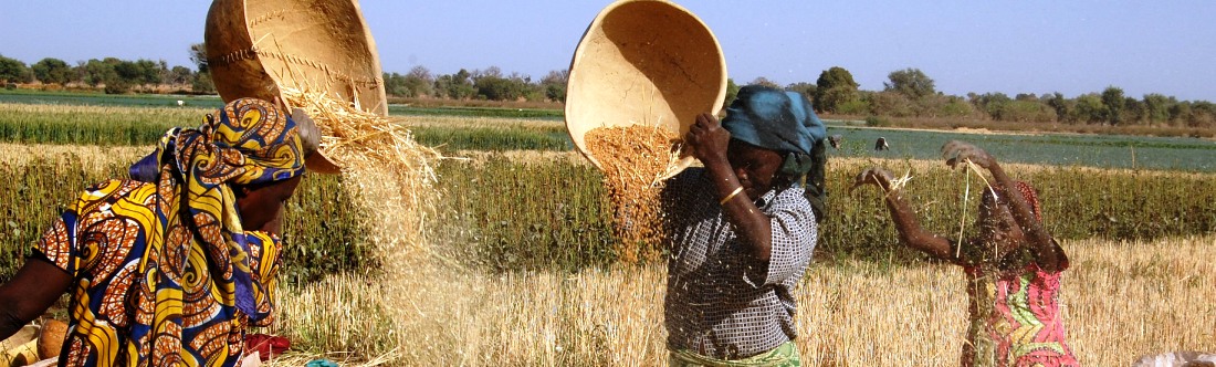 Wheat Development Programme Yield Underscores the Role of Research and Trials  