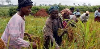 Unlocking the potential of Africa’s free trade area for rural women