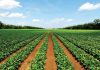 FG bolsters Agro Investors with Tax-Free Holidays, Loans