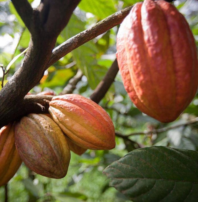 Barry Callebaut Empowers Nigerian Cocoa Farmers with N171 Million Reward and Farm Inputs