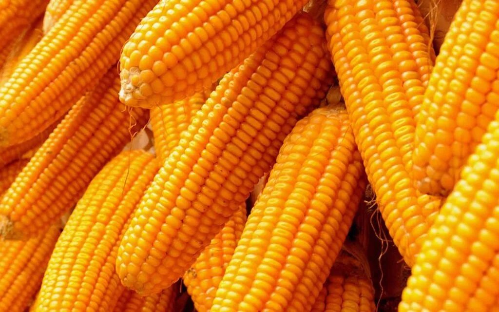 Poultry farmers, SMEs in shocking state as maize hits N600k per tonne