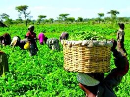 LCCI Advocates Enabling Environment for Sustainable Agriculture and Agribusiness Growth at 2023 Agrofair