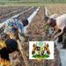 Kaduna State Govt Partners Federal Ministry to Support Dry Season Farming for 2023/2024 under NAGSAP Program