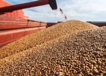 Nigeria Targets Wheat and Rice Self-Sufficiency to Reduce Import Dependency