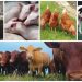 World Bank Invests $500 Million into Livestock Productivity Program to Benefits 30,000 Farmers in Nigeria
