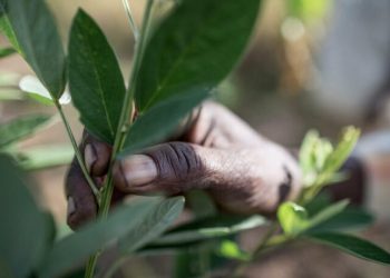 Call For Applications: WWF Environmental and Social Impact Grant 2024 (up to $15,000)