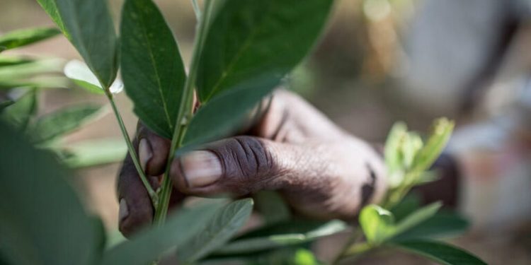 Call For Applications: WWF Environmental and Social Impact Grant 2024 (up to $15,000)