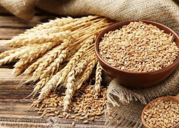 FG Launches Dry Season Farming to Boost Wheat Production and Food Security