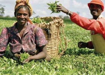 NDE Empowers 55 Entrepreneurs in Akwa Ibom for Agricultural Advancement