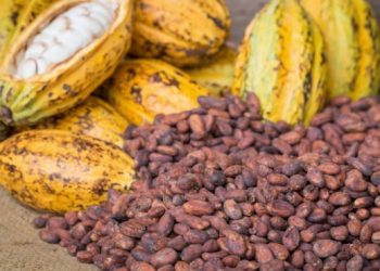 Lagos State Plans to Establish Three Cocoa Processing Hubs to Drive Value Addition