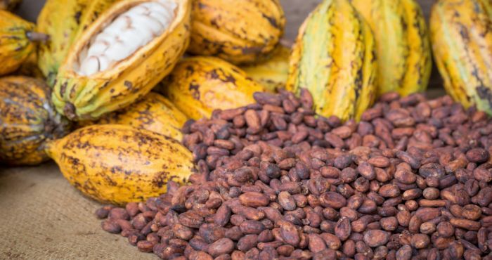 Lagos State Plans to Establish Three Cocoa Processing Hubs to Drive Value Addition