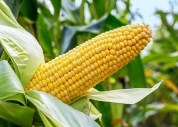 Nigeria Approves Commercial Release of TELA Maize to Enhance Food Nutrition Security