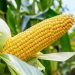 Nigeria Approves Commercial Release of TELA Maize to Enhance Food Nutrition Security