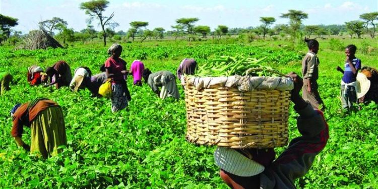 Federal Government Empowers 257 Small-Scale Farmers for Food Security
