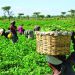 Federal Government Empowers 257 Small-Scale Farmers for Food Security
