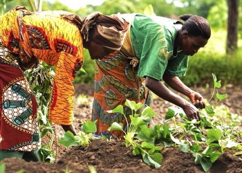 $200,000 Grant Opportunity for Nigerian Women in Green Economy