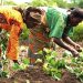 $200,000 Grant Opportunity for Nigerian Women in Green Economy