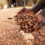 WACOT Limited and Cocoasource partner to Supply Rainforest Alliance Certified Cocoa Globally