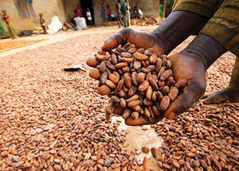 WACOT Limited and Cocoasource partner to Supply Rainforest Alliance Certified Cocoa Globally
