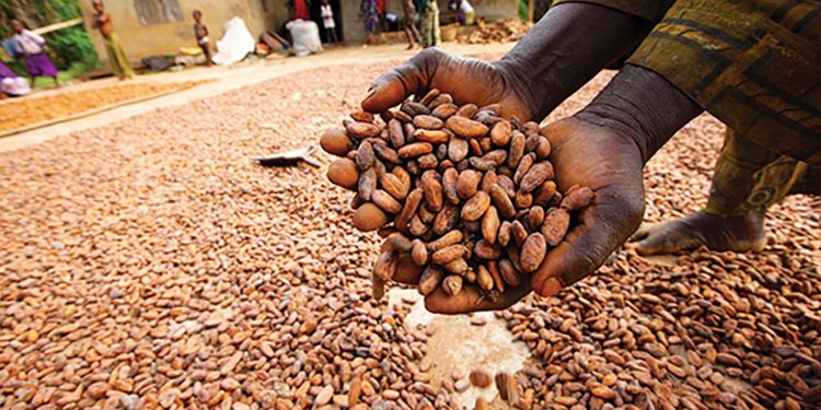 WACOT Limited and Cocoasource partner to Supply Rainforest Alliance Certified Cocoa Globally