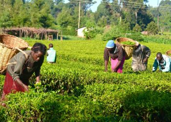 ActionAid Nigeria Empowers 120,000 Smallholder Women Farmers and Youth in Smart Agricultural Practices