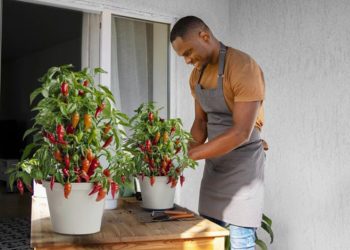 Zenith Energy Enzymes Launches "Home Farming For All" Kits