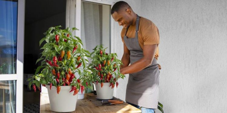 Zenith Energy Enzymes Launches "Home Farming For All" Kits