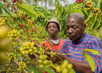Nestlé Partners African Farmers On Safety and Sustainable Agriculture in Central and West Africa