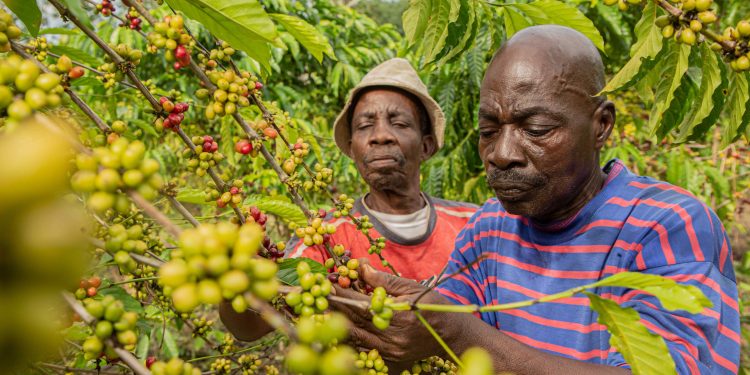 Nestlé Partners African Farmers On Safety and Sustainable Agriculture in Central and West Africa