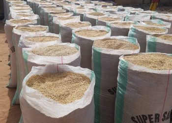 Nigerian Government to Issue Executive Order for Importation of Paddy Rice and Seeds to Combat Food Inflation