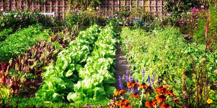 How to start a permaculture backyard garden