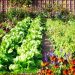 How to start a permaculture backyard garden