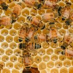 Innovative Beekeeping Technologies: A Game Changer For Entrepreneurs