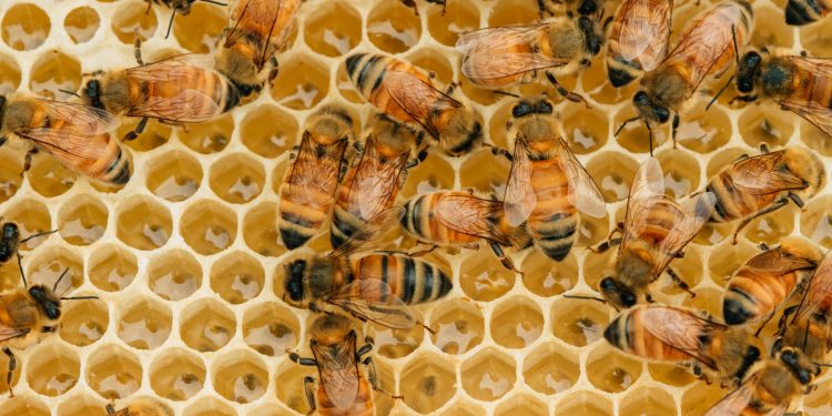 Innovative Beekeeping Technologies: A Game Changer For Entrepreneurs