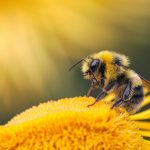 Bee Conservation: Why Entrepreneurs Should Care