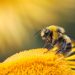 Bee Conservation: Why Entrepreneurs Should Care