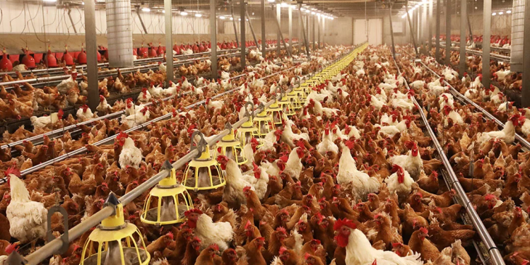 the Federal Ministry of Agriculture,