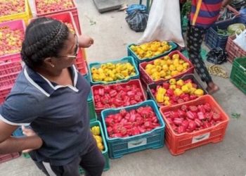 Lectricus Technology Tackles Africa’s Food Waste Crisis with Clean Energy Solutions
