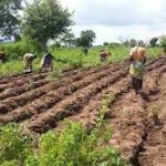 Oyo-CARES Boosts Food Production with Agricultural Inputs Distribution to 300 Farmers