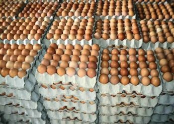 Egg Prices May Hit N10,000 per crate Poultry Association Warns