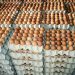 Egg Prices May Hit N10,000 per crate Poultry Association Warns