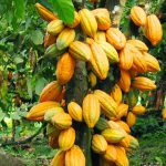 Nigeria’s Cocoa Industry Sets Path for Sustainable Growth Amidst Global Challenges