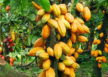 Nigeria’s Cocoa Industry Sets Path for Sustainable Growth Amidst Global Challenges
