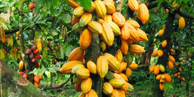 Nigeria’s Cocoa Industry Sets Path for Sustainable Growth Amidst Global Challenges